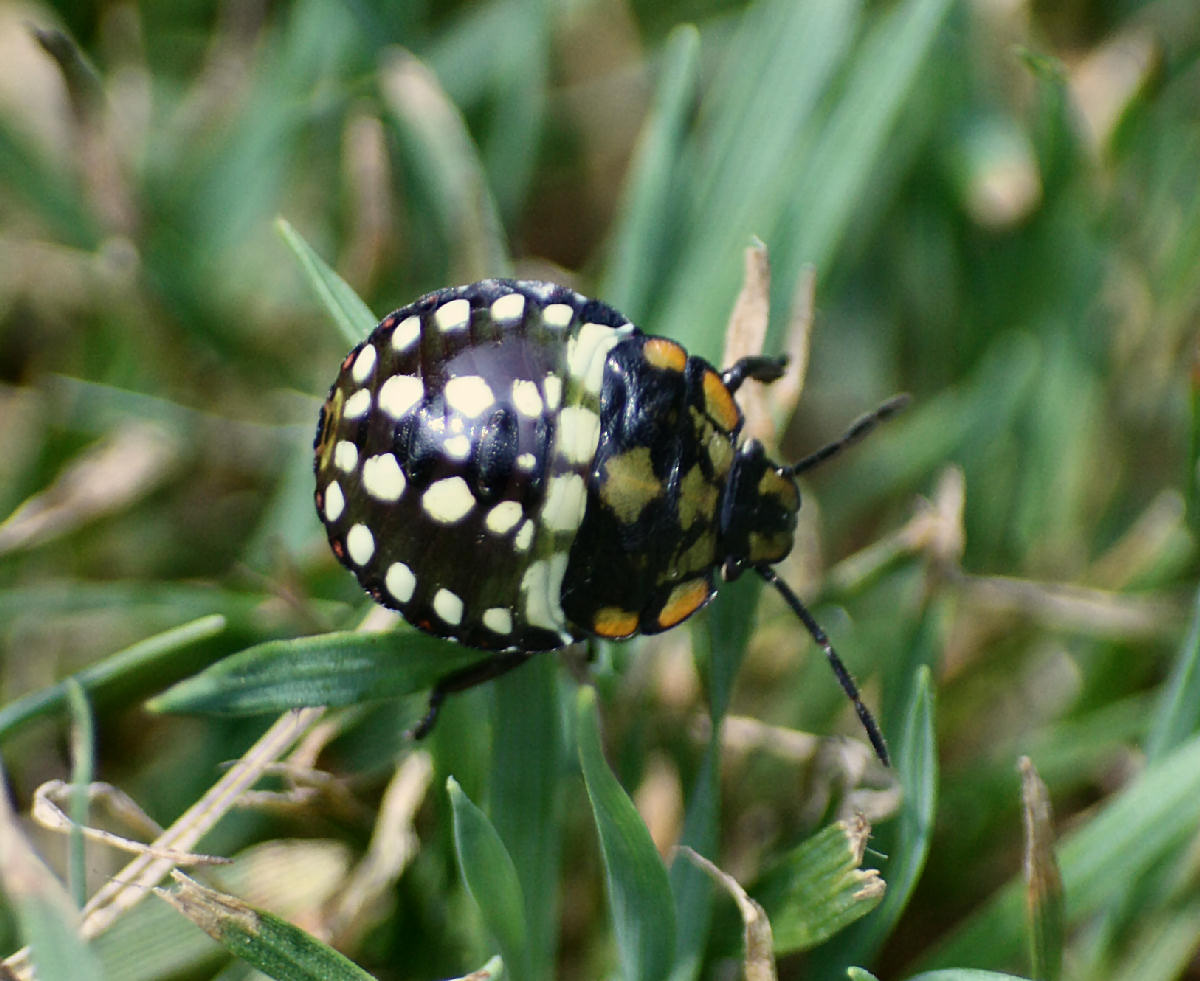 Pentatomidae: neanide di Nezara viridula della Lombardia (MI